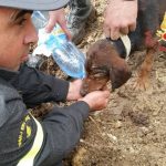 cane incastrato in una tana