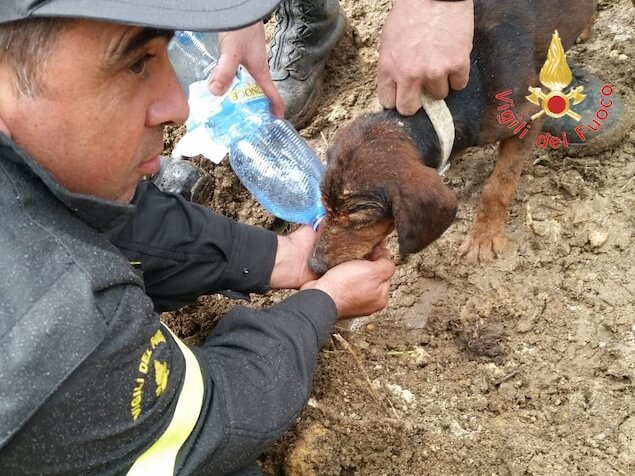 cane incastrato in una tana