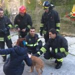 Conflenti, tre cani salvati dai vigili del fuoco