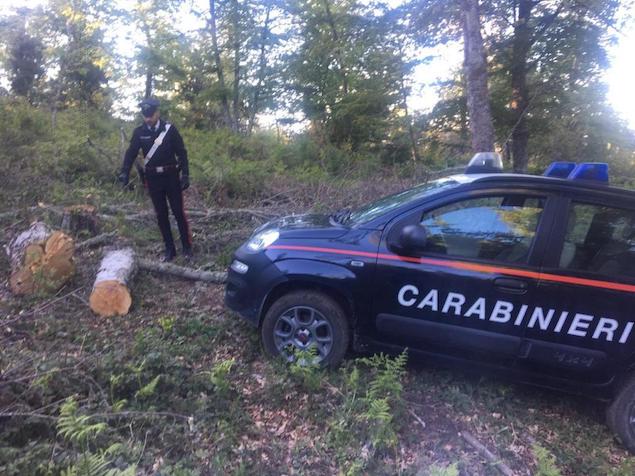 Badolato (CZ). Rubava legna da un terreno comunale: arrestato un 43enne