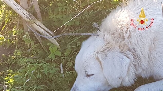 i Carabinieri Forestali che, da sopralluogo effettuato, hanno rinvenuto ulteriori sette trappole da bracconaggio che venivano prontamente smantellate e poste sotto sequestro