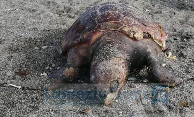 Lamezia. Ritrovato morto un esemplare di caretta caretta