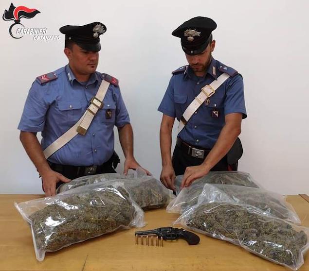 Curinga (CZ). Sequestrate circa 330 piante di cannabis, arrestato 48enne