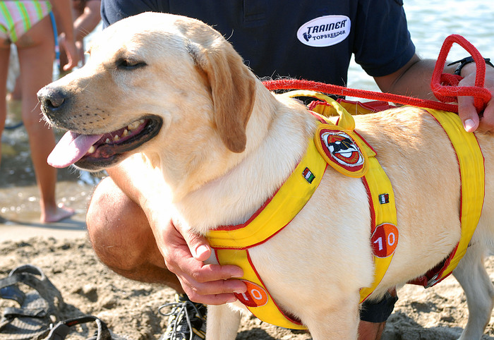 Soverato (CZ). Bimba si perde in spiaggia, ritrovata dai labrador-bagnini