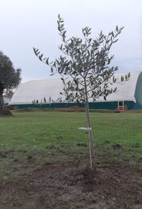 Foresta Che Avanza celebra annuale Festa dell’Albero nonostante il Covid