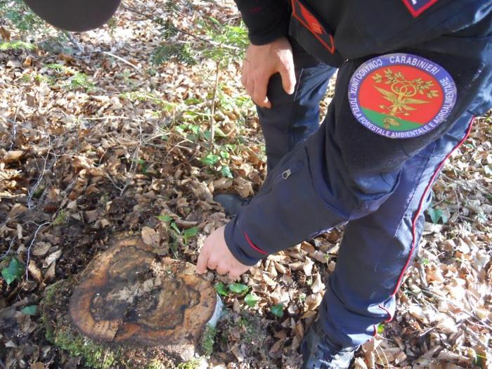 Contraffatto contratto vendita bosco, 2 denunce nel Vibonese