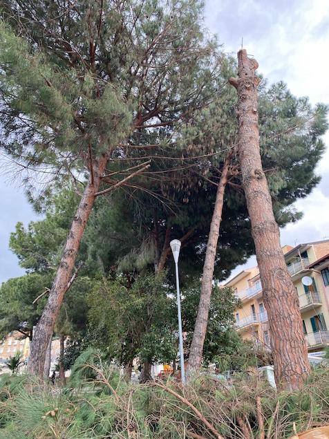 alberi Piazza Garibaldi