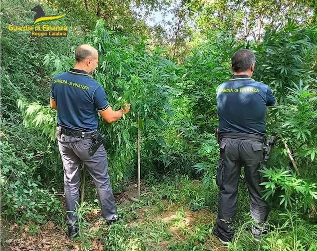 Reggio Calabria: sequestrata piantagione di cannabis coltivata su un terreno confiscato
