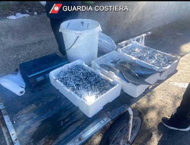 La guardia costiera di Amantea sequestra 100 kg di prodotti ittici