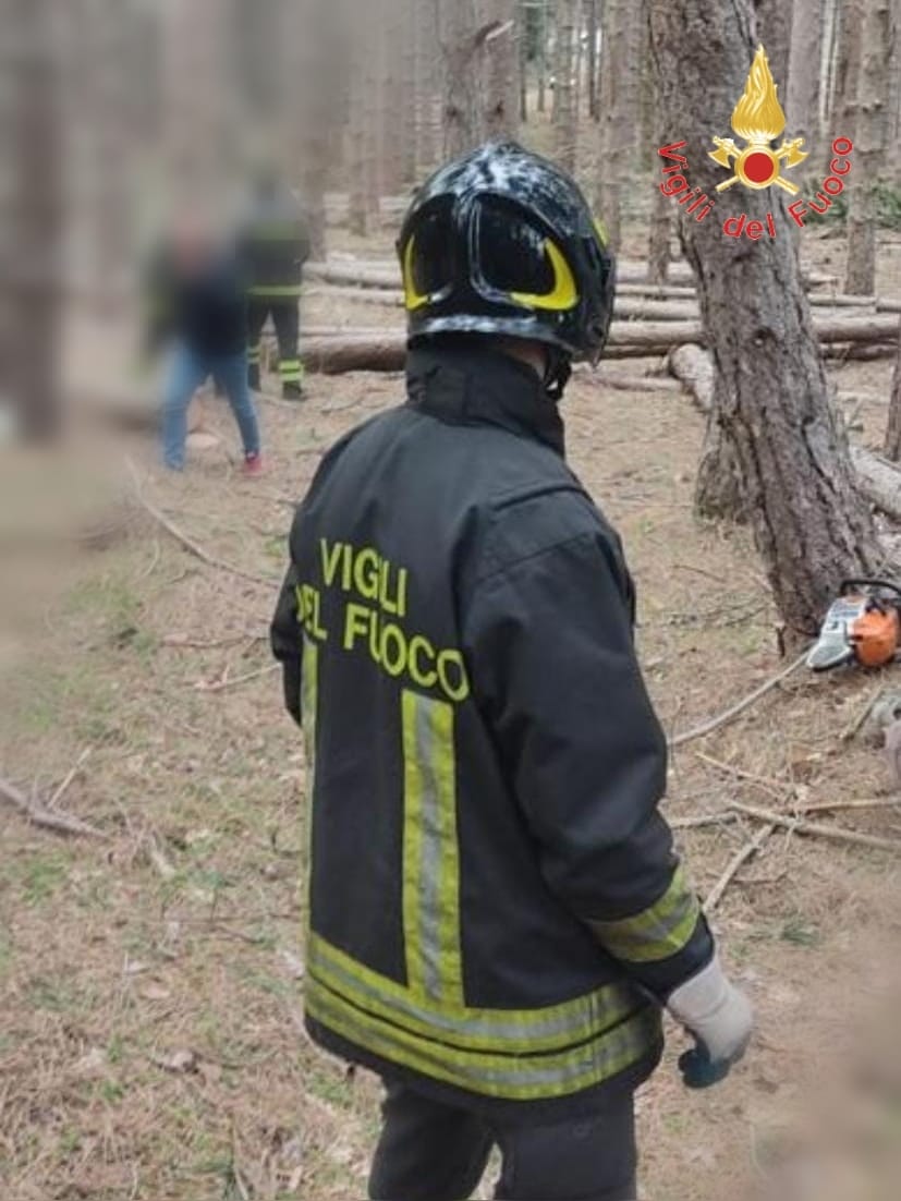 Luzzi (CS). Rimane schiacciato da albero appena tagliato, muore 33enne