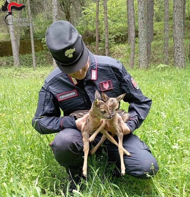 Salvati cuccioli capriolo, rischiavano abbandono madre