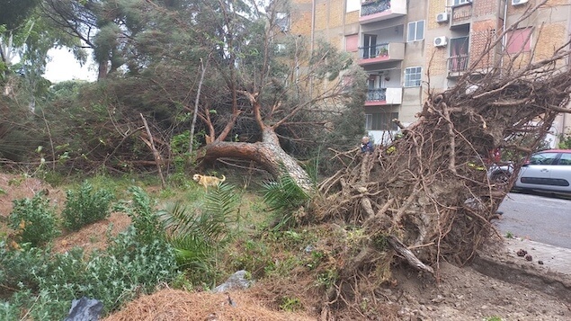 Travolto da albero caduto per il vento, un morto a Reggio Calabria