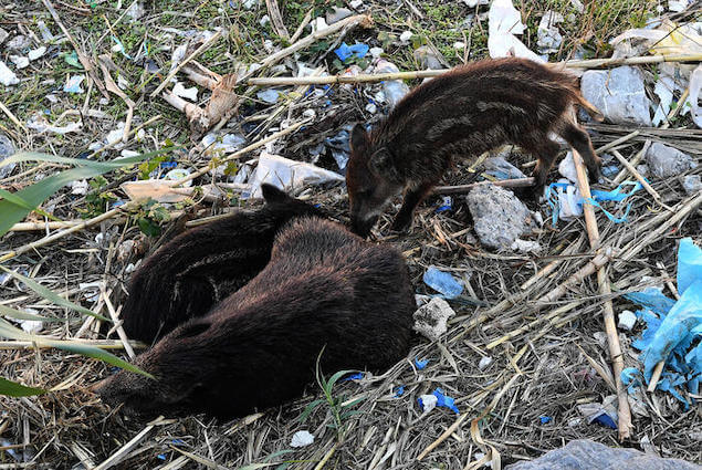 Aidaa: 'dov'è Finito Piccolo Di Cinghiale Preso A Bastonate?'