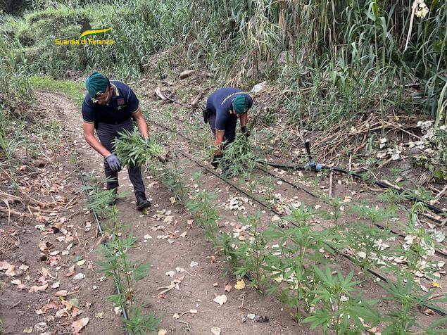 Vibo. Sequestrata in loc. Porto Salvo estesa piantagione di cannabis