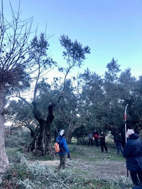 A Pianopoli il corso base di potatura dell’olivo e gestione dell’oliveto