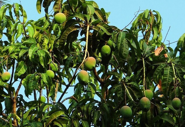 albero mango