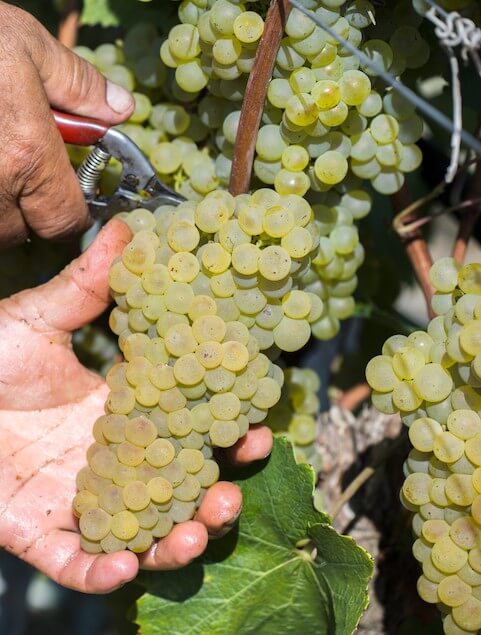 vendemmia chardonnay