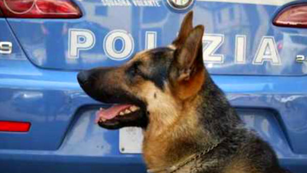 cane antidroga polizia