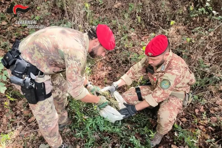 Carabinieri scoprono due piantagioni di canapa nella Locride