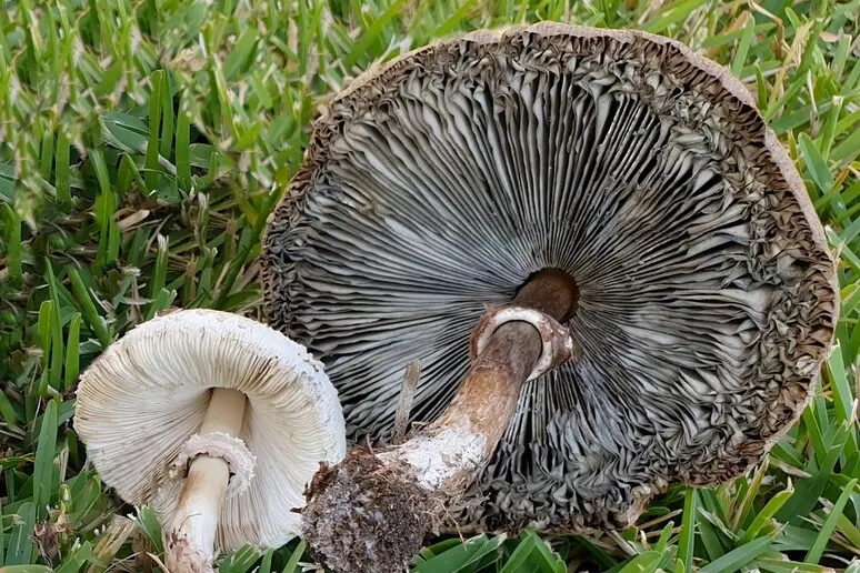 In Calabria comparsa nuova specie esotica di funghi, è tossica