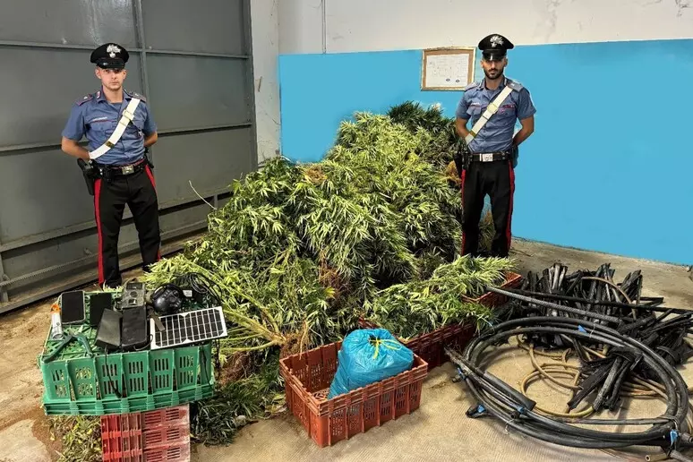 Sorpresi mentre estirpano piante di marijuana, tre arresti