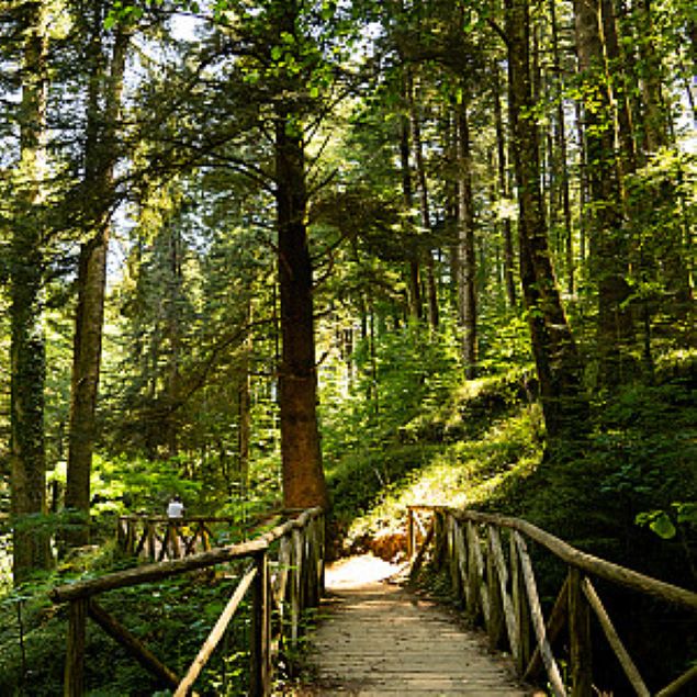 nella foto si vede un bosco vere con un ponte in legno