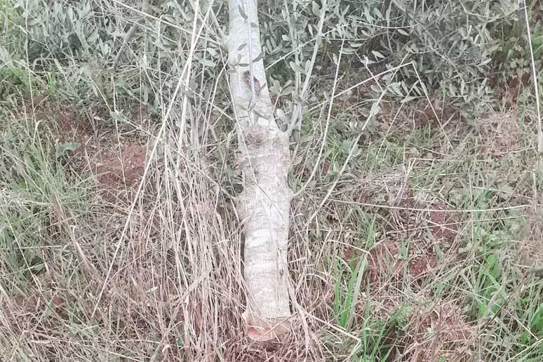 Calabria. Intimidazione al vicesindaco di Aieta