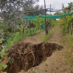 Coldiretti Calabria: ingenti danni all’agricoltura nel lametino, urge sostegno