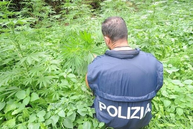 Droga: scoperta dalla polizia coltivazione di marijuana, un arresto