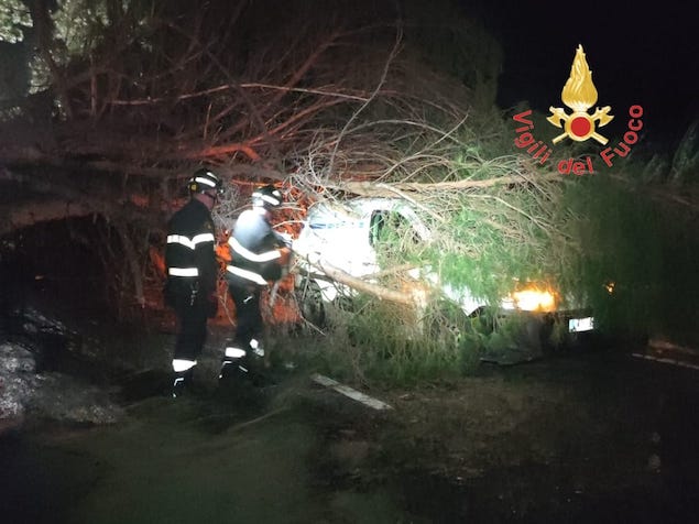 Cade albero sulla ss280: intervento dei vigili del fuoco evita il peggio