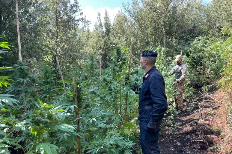 Sequestrati 30 chili di cannabis nel vibonese