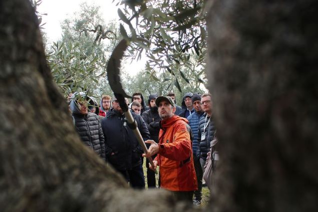 Potatura dell’olivo: corsi professionali di formazione con Antonino Filippo Lonobile