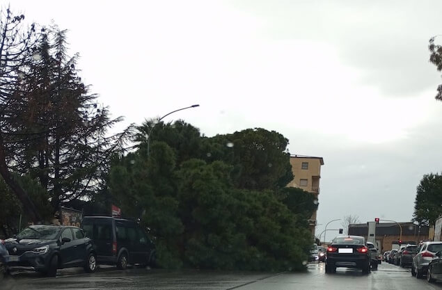 Sicurezza e tutela del patrimonio arboreo: Lega Lamezia chiede interventi immediati