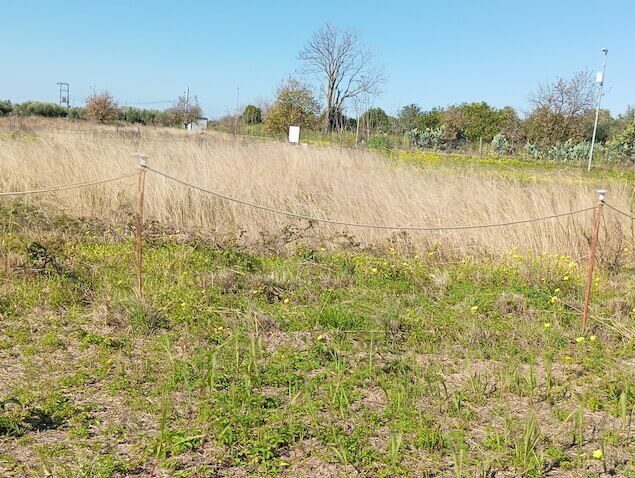 Lamezia. Terina: un patrimonio dimenticato tra storia e abbandono